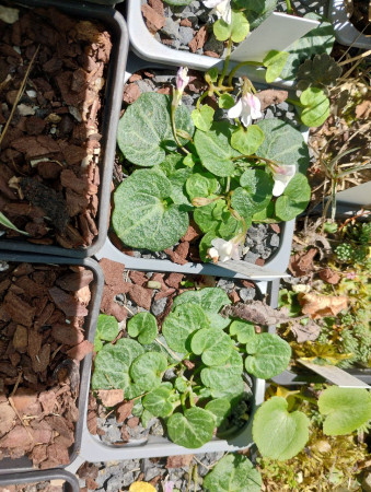 Cymbalaria hepaticifolia